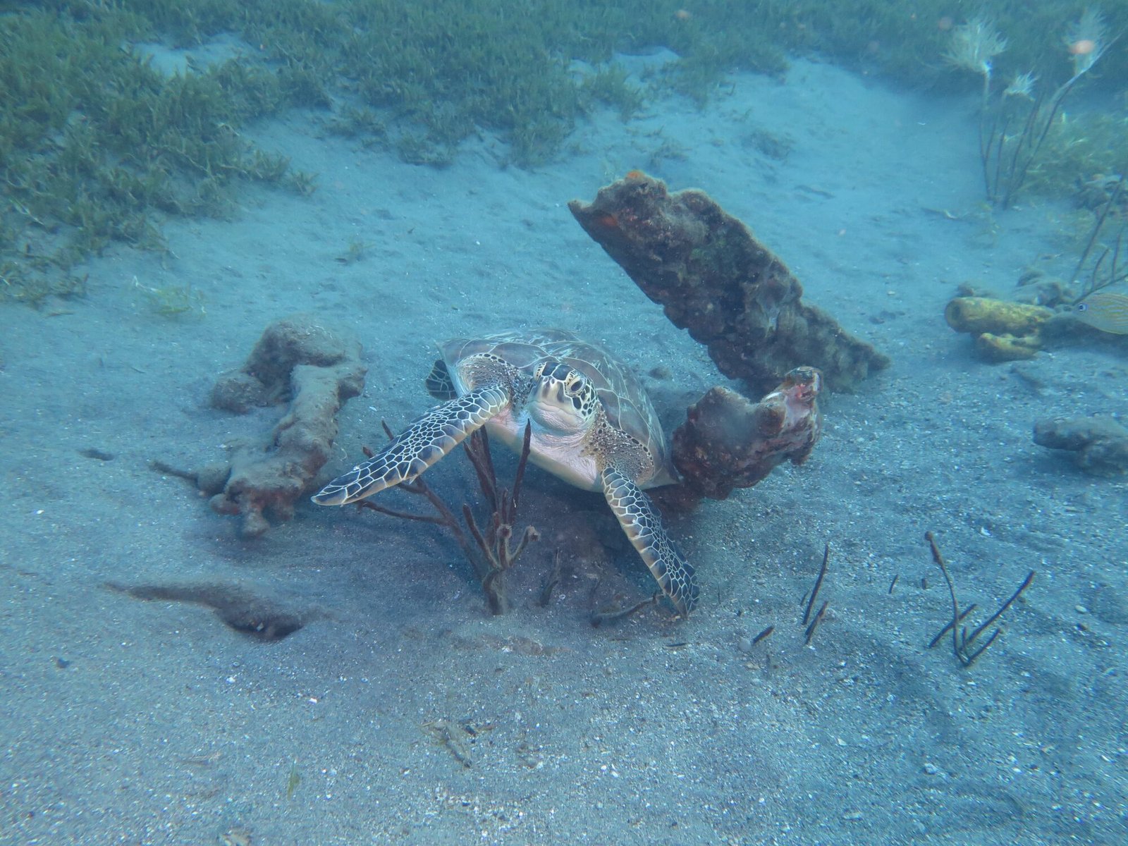 Tortue marine posée sur le fond parmi la posidonie