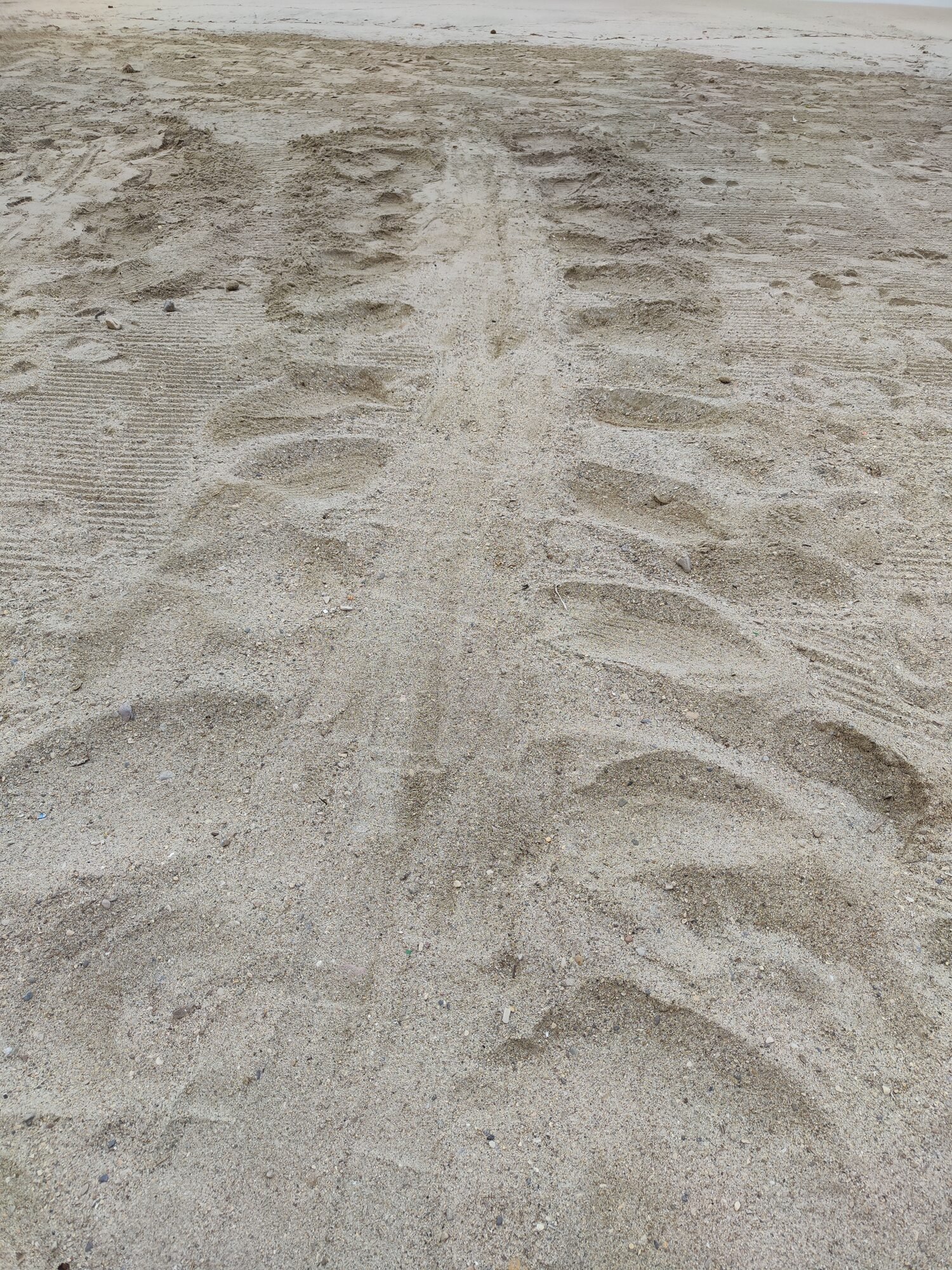 Traces de tortue marine dans le sable d'une plage