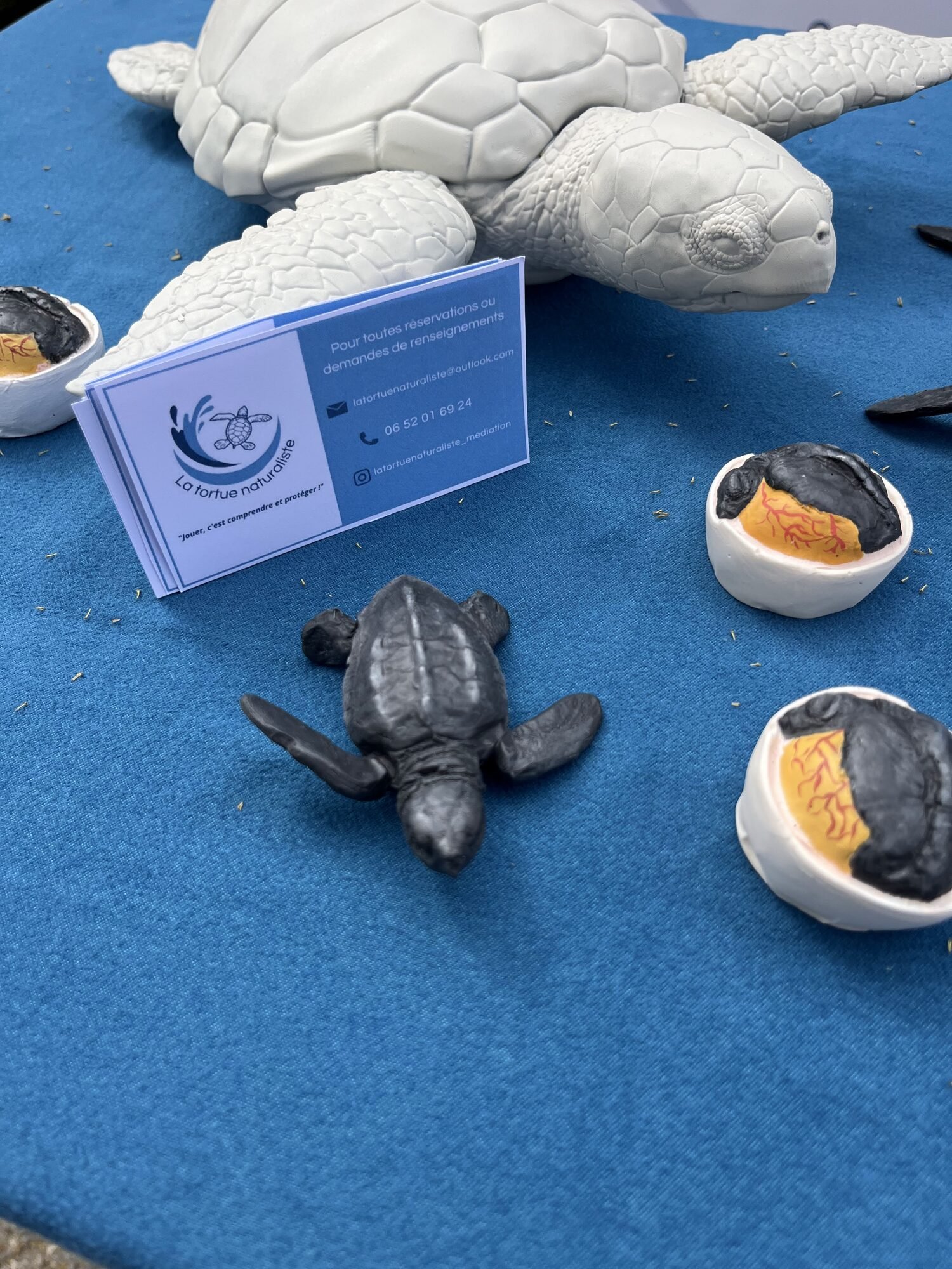 Maquettes de tortues marines et carte de visite de l'association