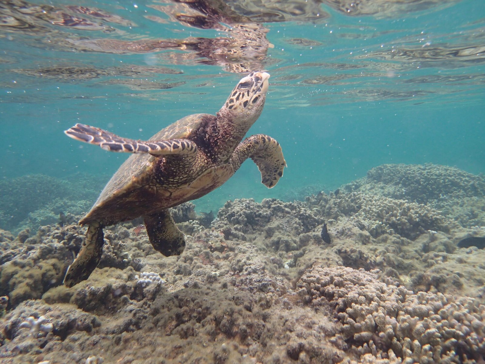 Tortue marine évoluant au-dessus d'un herbier